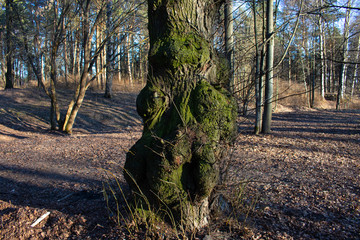 naturally fallen tree stump overgrown with green, succulent moss in a deciduous forest in early...