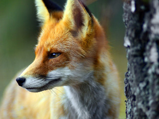 Obraz premium Portrait of Red Fox (Vulpes vulpes)