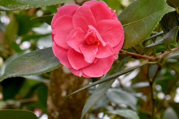 Pink Camellia 04