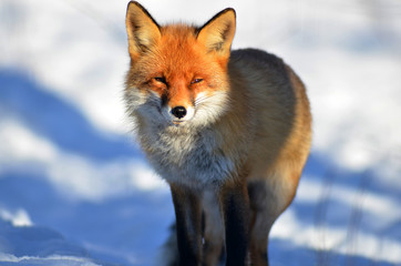 Obraz premium Portrait of Red fox (Vulpes vulpes) in winter