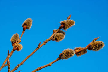 Branches with young willow inflorescences in spring morning on a background of blue sky close-up