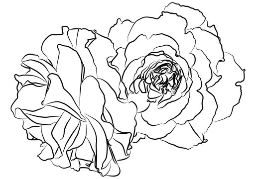 Dibujo de una rosa hecha con trazos.