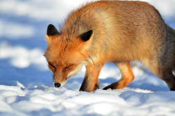 Portrait of Red fox (Vulpes vulpes)  in winter