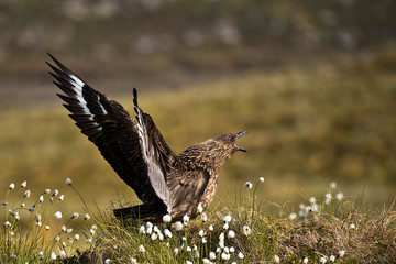 Great skua