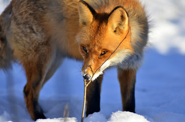 Fototapeta premium Portrait of Red fox (Vulpes vulpes) in winter