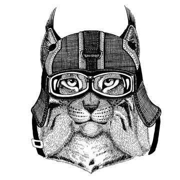 Trot, bobcat, lynx Hipster animal wearing motorycle helmet. Image for kindergarten children clothing, kids. T-shirt, tattoo, emblem, badge, logo, patch