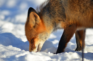Portrait of Red fox (Vulpes vulpes)  in winter
