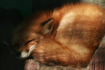 Portrait of Red Fox (Vulpes vulpes)