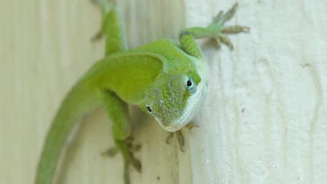 Green Anole Red Throat Anole Native Texas Lizard Close Up Looks Like Gecko