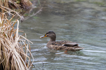 Mallard duck swims in the water of a river