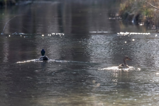 Mallard duck swims in the water of a river