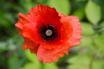 poppy closeup beautiful red flower