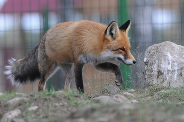 Naklejka na ściany i meble Portrait of Red Fox (Vulpes vulpes)