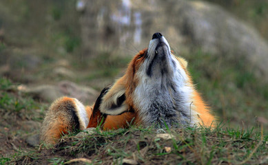 Portrait of Red Fox (Vulpes vulpes)