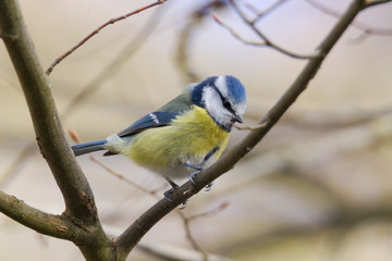 great tit on a branch near the bird feeder