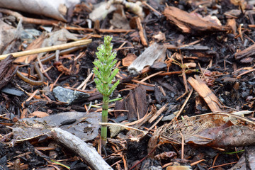 Puzzle Grass 01