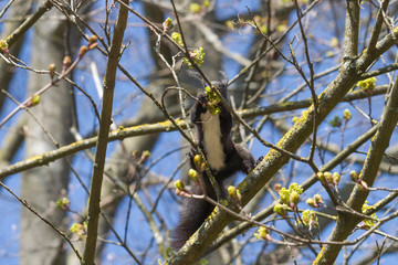 European brown squirrel in winter coat on a branch in the forest