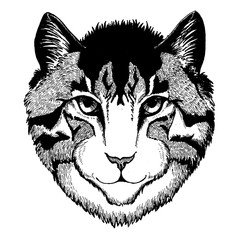 Cat. Wild animal for tattoo, nursery poster, children tee, clothing, posters, emblem, badge, logo, patch