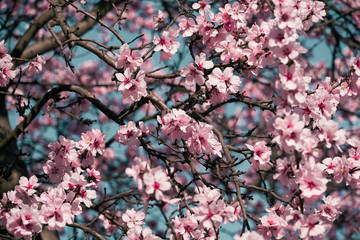 Obraz premium bright pink and white flowers on trees, blooming, spring landscape, beautiful background