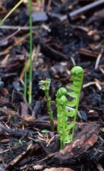 Tiny Fern