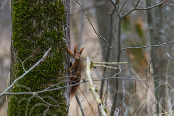 European brown squirrel in winter coat on a branch in the forest