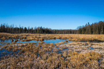 spring marshes on a beautiful sunny day with wooden bridges and footbridges and dogs walking on them