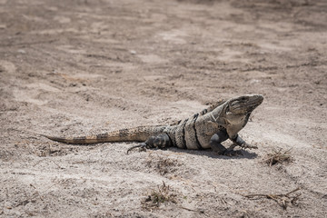 Iguana portrait at Mexico coast
