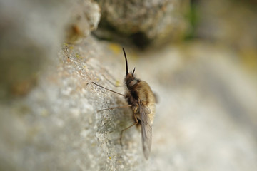 Nahansicht eines großen Wollschwebers