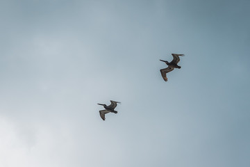 Two flying pelicans