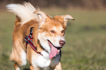 cane al parco