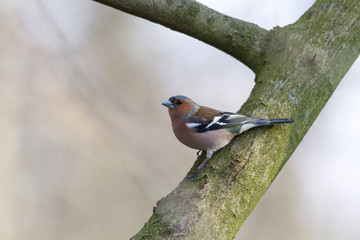 Chaffinch on a branch in autumn forest
