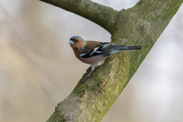 Chaffinch on a branch in autumn forest