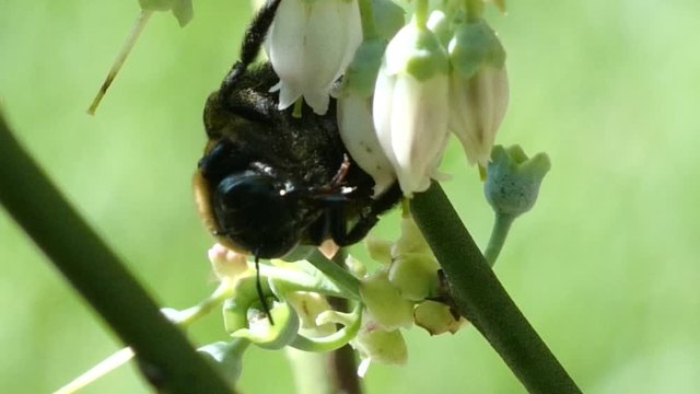 Big Bumblebees Buzzing Backyard Blueberry Bush Blossoms doing that pollination thing