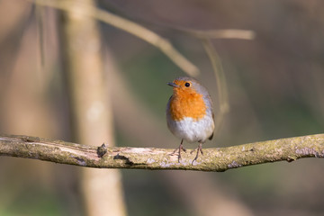 A robin sits on a branch