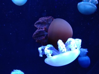 jellyfish in water