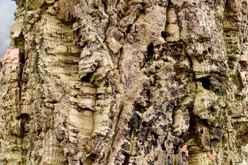 Cork Oak Tree 01