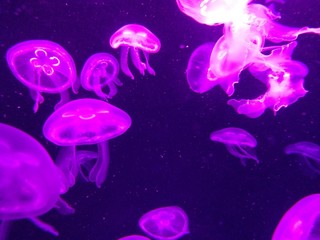 Obraz na płótnie Canvas jellyfish in water