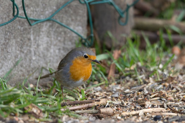 A robin sits on a branch