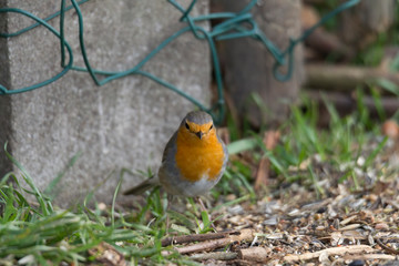 A robin sits on a branch