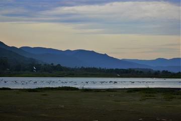 Nature and Wildlife