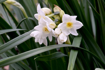 Narcissus Toto 03