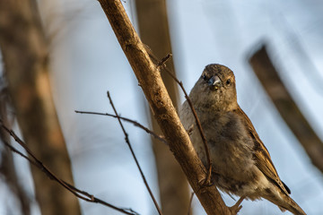 sparrow on branch