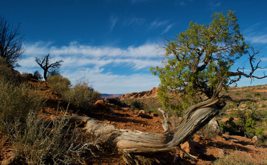 Arches National Park (7)