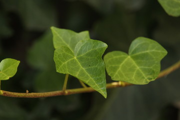 green leaf