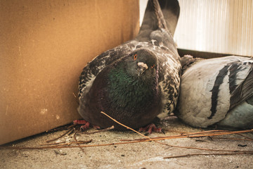Curious, mad and upset couple pigeons, sitting on the balcony and building a fresh nest for the future eggs