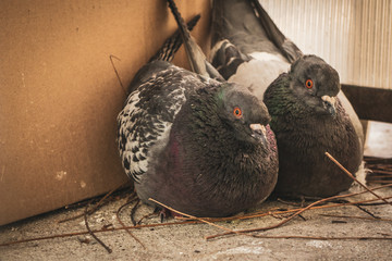 Curious, mad and upset couple pigeons, sitting on the balcony and building a fresh nest for the future eggs