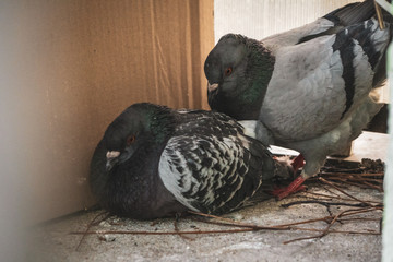 Curious, mad and upset couple pigeons, sitting on the balcony and building a fresh nest for the future eggs