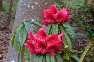 Red Ramsdenianum Rhododendron 01