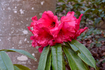 Red Ramsdenianum Rhododendron 03