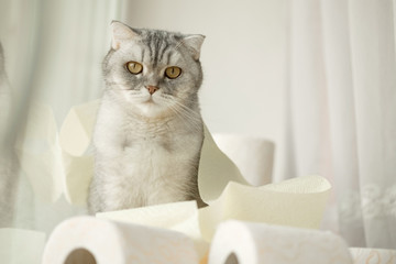  lonely somber gray striped young cat sits on windowsill with rolls of toilet paper. concept stay home, the effect of coronovirus on animals, quarantined entertainment, where did the toilet paper go.
